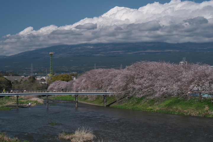 龍岩淵　富士山と桜2