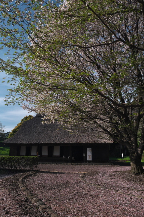 広見公園　古民家と桜