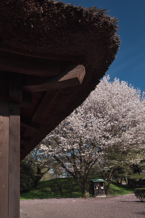 広見公園　古民家と桜2