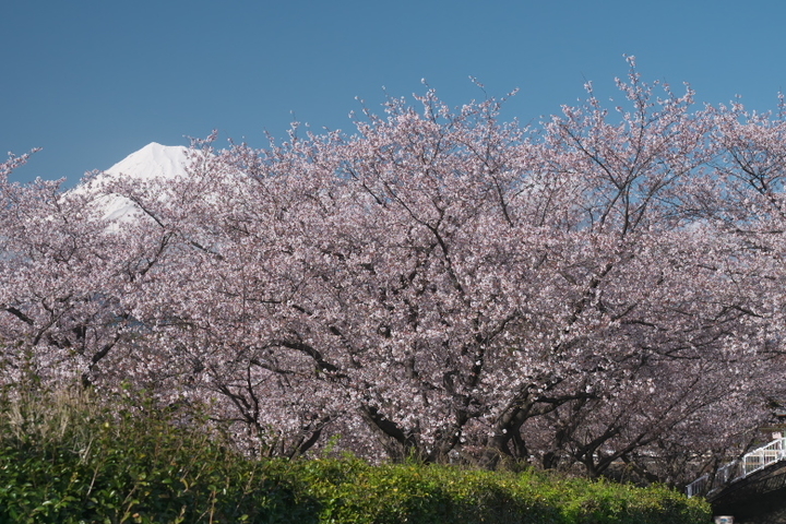 厚原スポーツ公園　富士山と桜