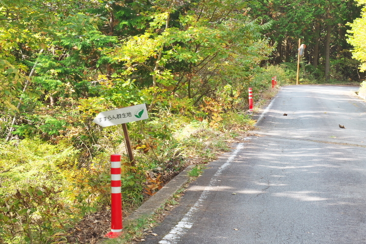 すずらん群生地降り口