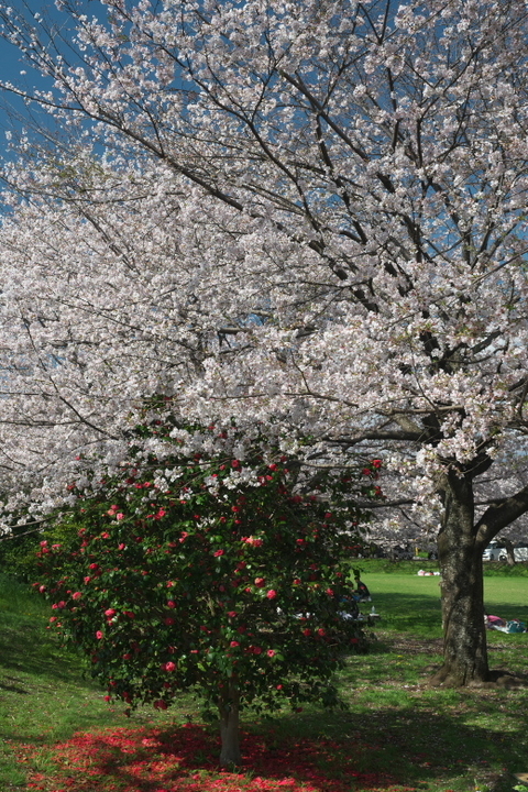 広見公園　桜と椿