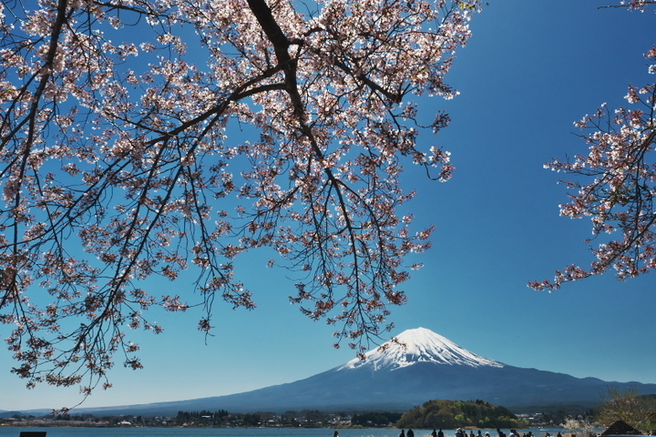 河口湖 大石公園 桜と富士山