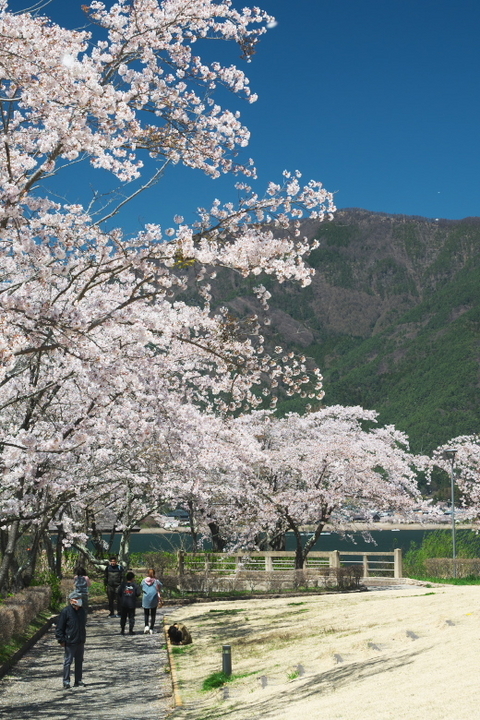 河口湖 八木崎公園 桜