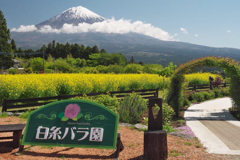 白糸自然公園の菜の花