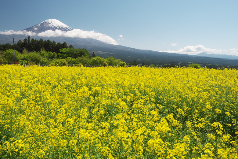 白糸　菜の花畑