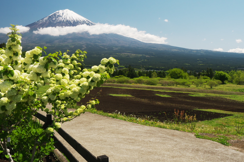 富士山と大手鞠