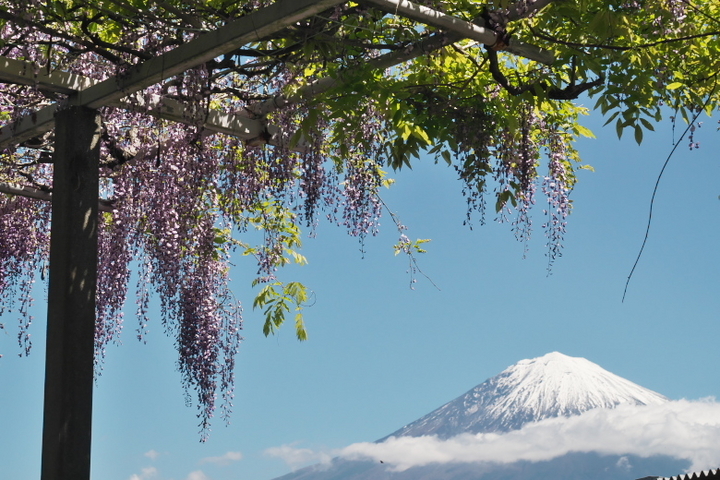 藤と富士山