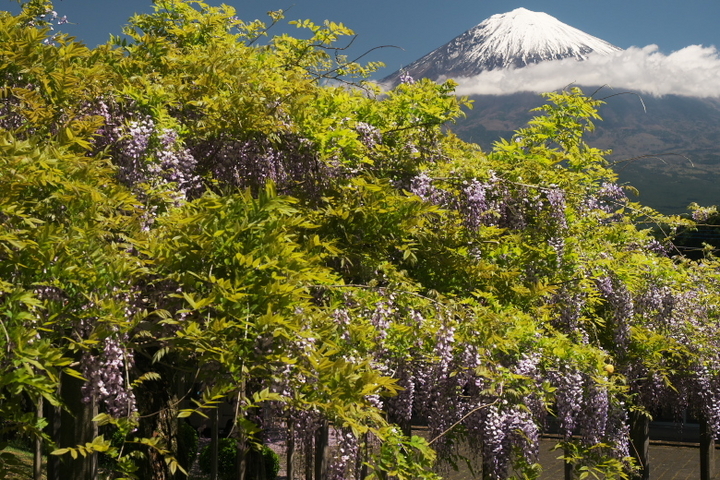 藤と富士山2