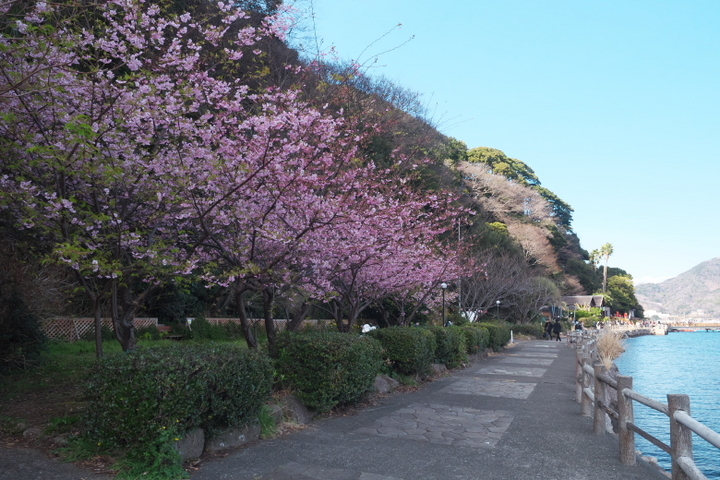 河津桜