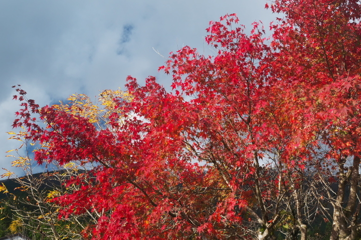 田貫湖南岸1