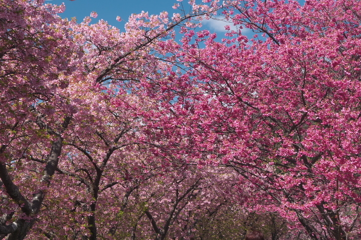 河津桜とヒカンザクラ？