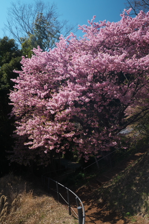 涅槃堂桜見晴台