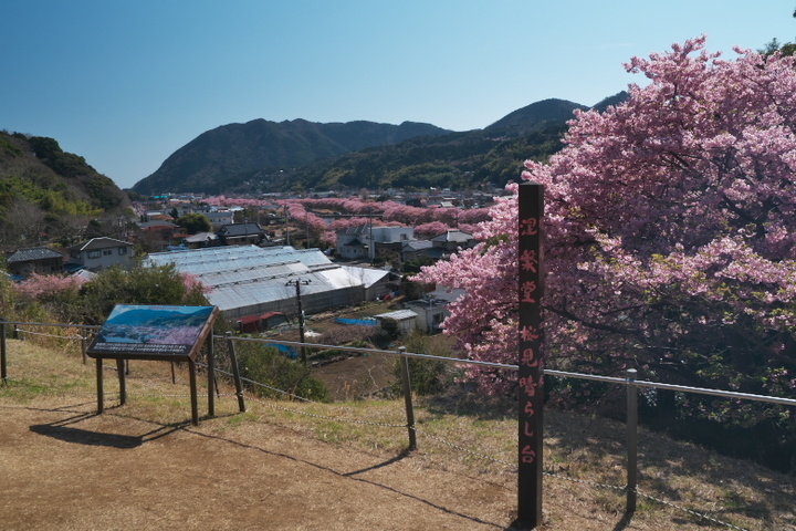 涅槃堂桜見晴台