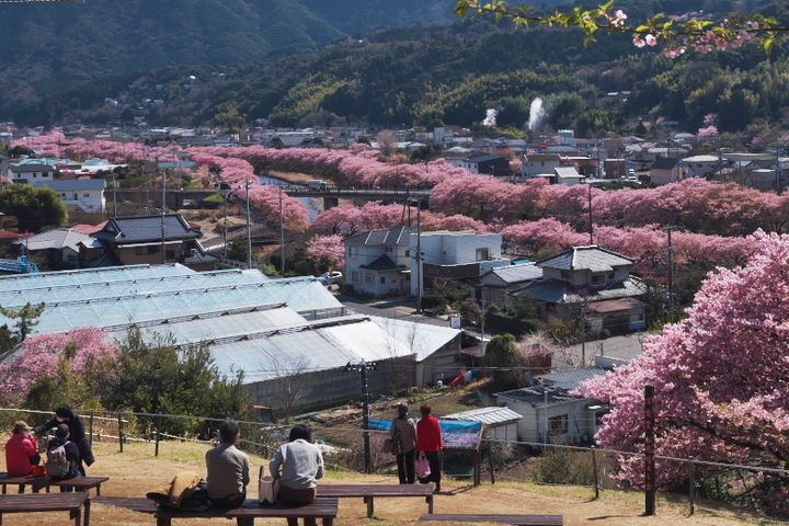 涅槃堂桜見晴台２