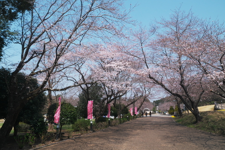 岩本山公園メイン