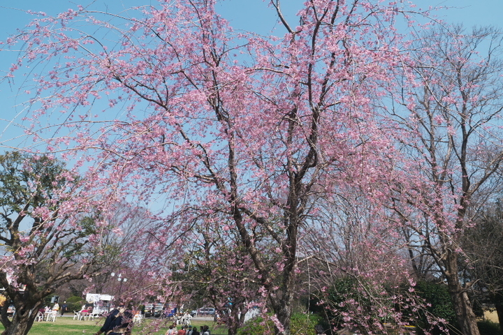 岩本山公園　しだれ桜