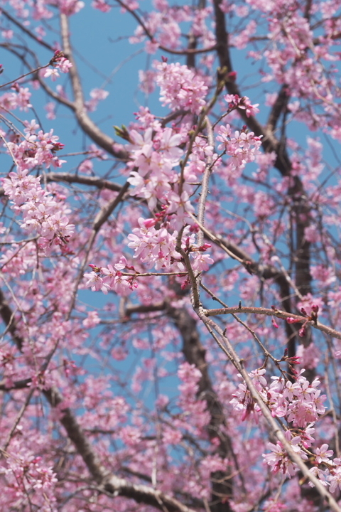岩本山公園　しだれ桜2