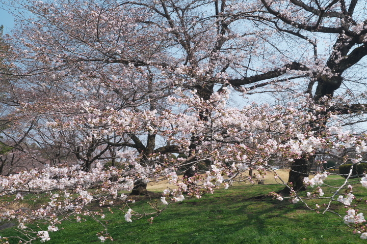 岩本山公園　広場2