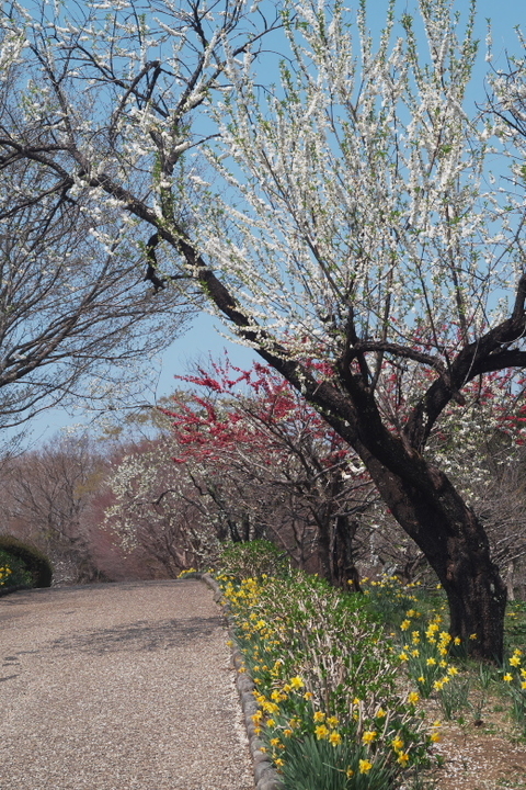 岩本山公園　梅