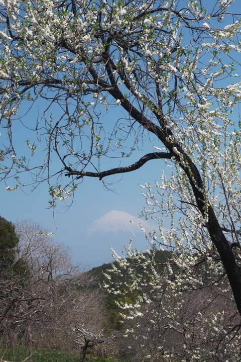 岩本山公園　梅