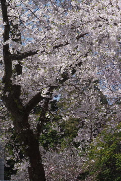 三島楽寿園の桜