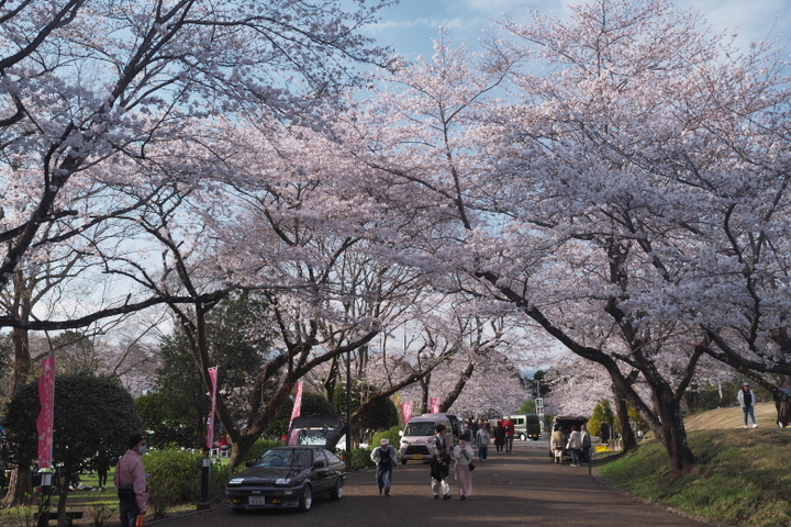 岩本山公園の桜