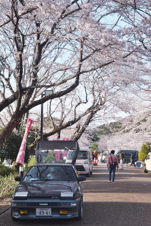 岩本山公園の桜