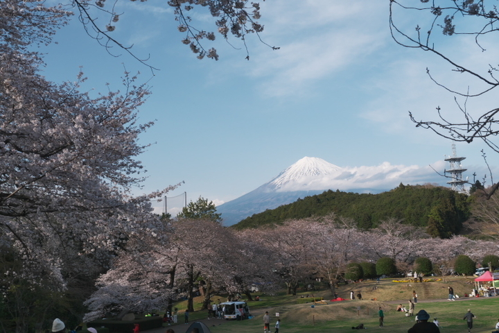 岩本山公園の桜3