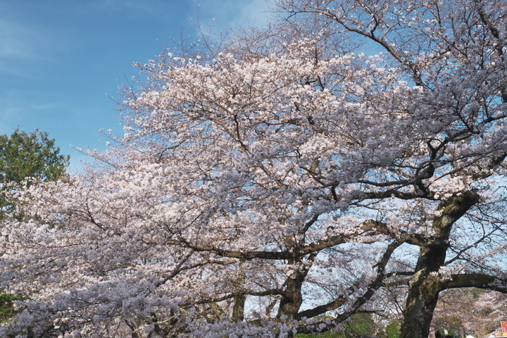 岩本山公園の桜2