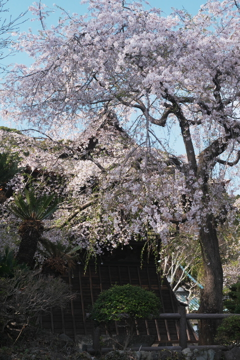 実相寺
