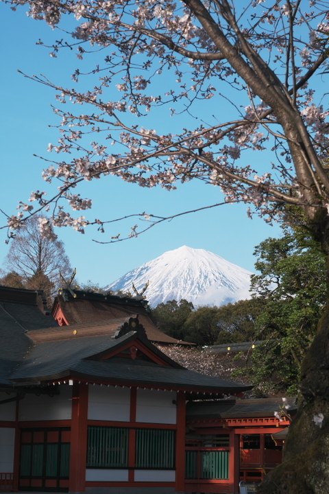 浅間大社　富士山