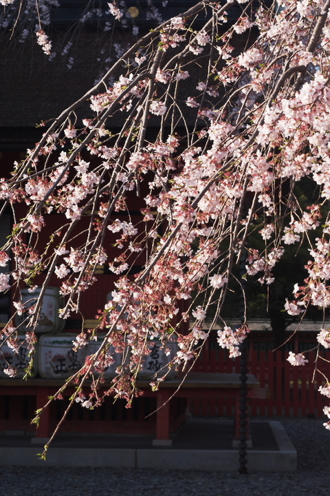 浅間大社　信玄桜