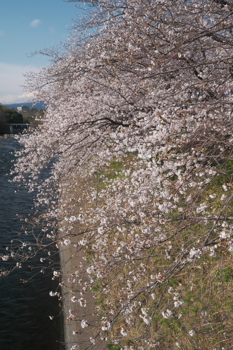龍巌淵の桜