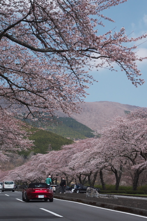 小山町 富士霊園　メイン通り2