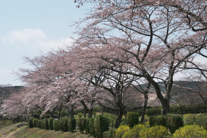小山町 富士霊園