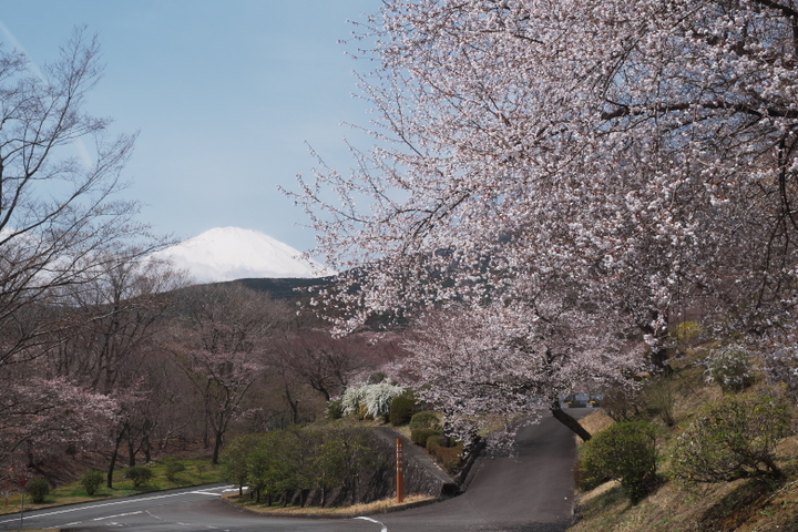 小山町 富士霊園　富士山