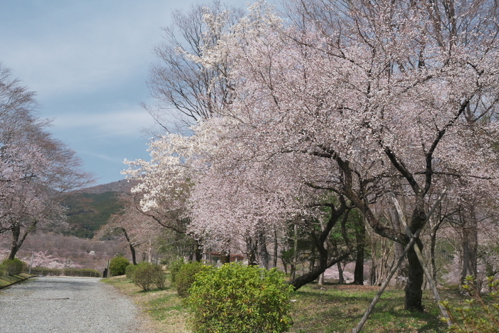 小山町 富士霊園　ヤマザクラ