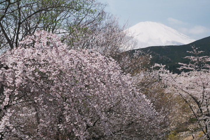 小山町 富士霊園　富士山