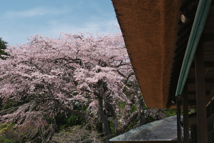    秩父宮記念公園　垂れザクラ2
