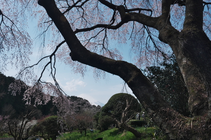 秩父宮記念公園　垂れザクラ