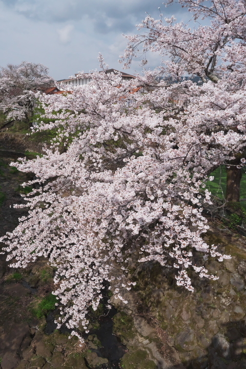 御殿場高原時之栖　桜2