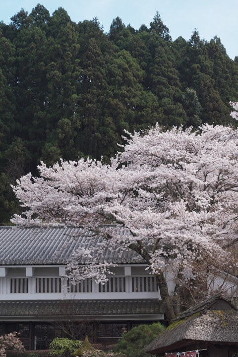 御殿場高原 源泉 茶目湯殿