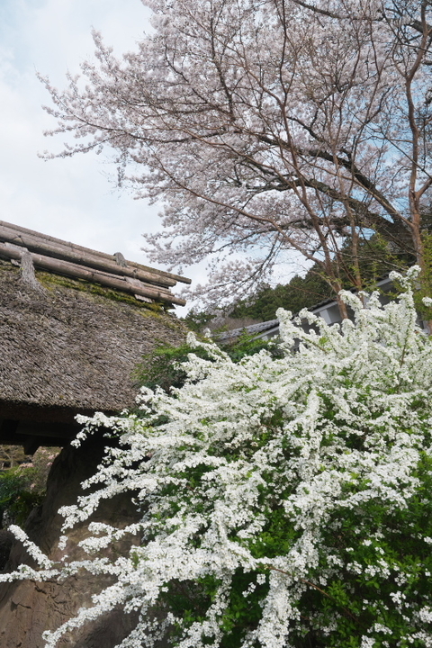 御殿場高原 源泉 茶目湯殿2