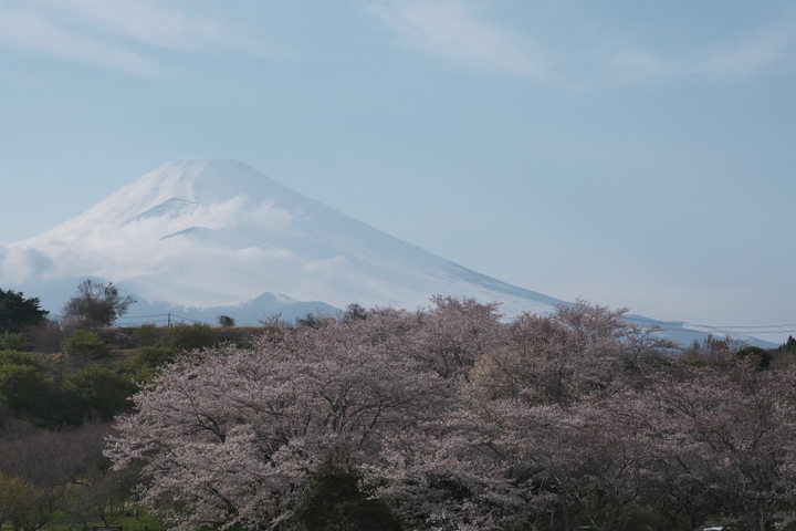 パノラマ遊花の里　桜