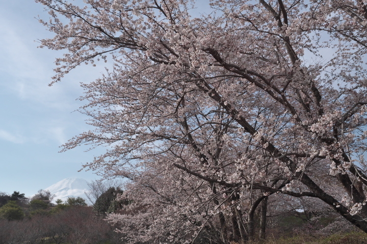 パノラマ遊花の里　桜2
