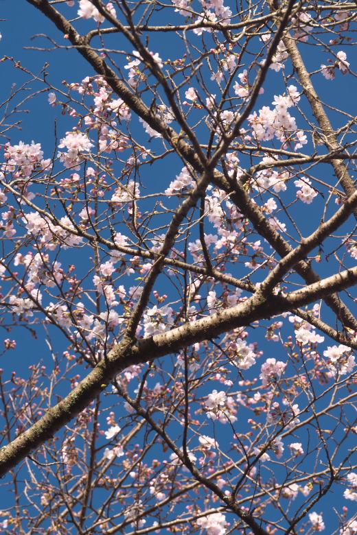 岩本山公園3