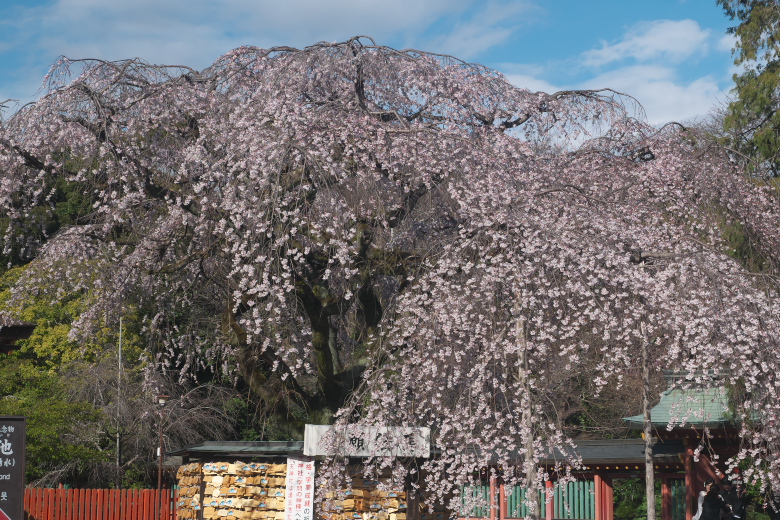 浅間大社の信玄桜1