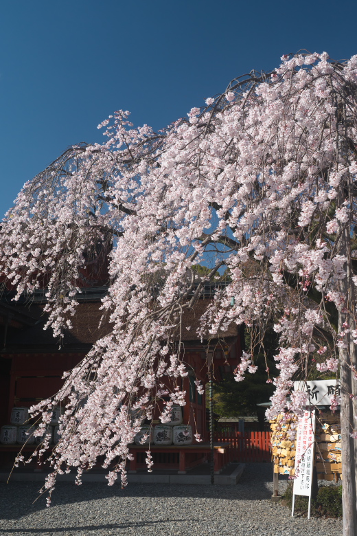 浅間大社の信玄桜3