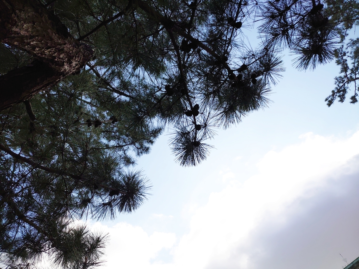 f:id:hukihuuki:20200219145723j:plain f:id:hukihuuki:20200219145723j:plain